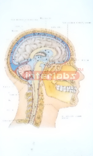 HANGING HUMAN SPINAL CORD FLUID PRODUCTION,SITE AND CIRCALATES IN BRAIN SPINAL CORD